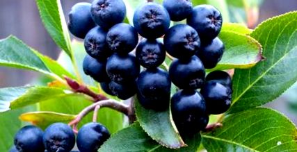 aronia