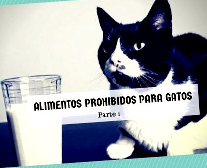 Ce alimente nu ar trebui să mănânce pisica mea (1 din 2) Pisici