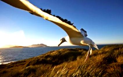 Laysan albatrosz
