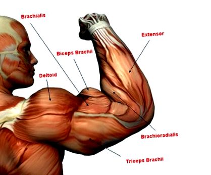 triceps