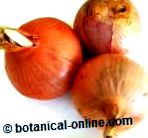 botanic-online