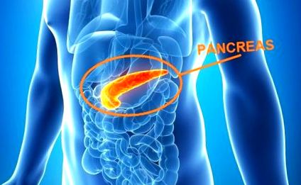 pancreasul