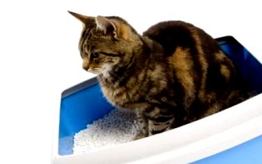 Scaune moi ocazionale la pisici GATOSPEDIA