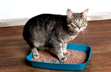 Бъбречна недостатъчност при котки - Симптоми и продължителност на живота  FeelCats