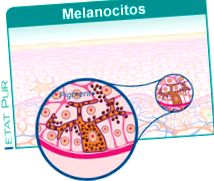sejtek melanociták