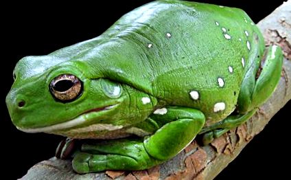 litoria