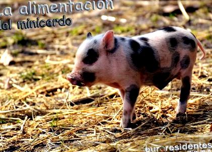 Ce MÄƒnancÄƒ Un Porc Vietnamez Sau Minipig