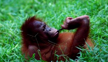 orangutánok