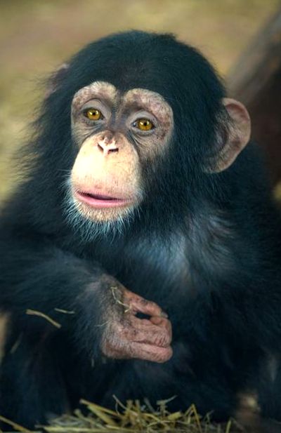 cimpanzeu