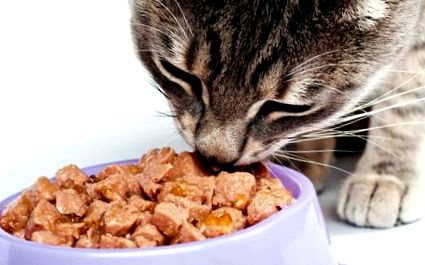 Lucruri care nu pot lipsi în dieta pisicii tale