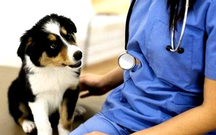 cukorbetegség kutyáknál tünetek műtéti kezelés a cukorbetegek