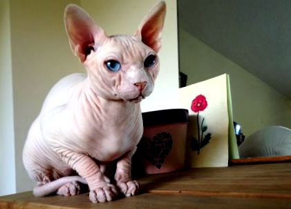 Sphynx Breed - Totul despre pisici