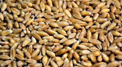 какво какво