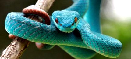 Caracteristicile șarpelui