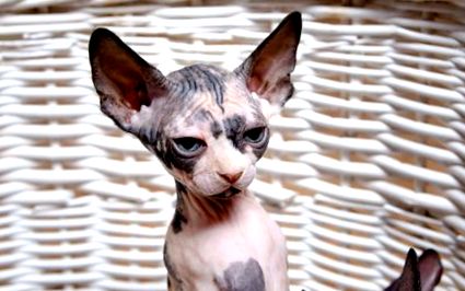 3 RASE DE CAT DE FĂRĂ PĂR - Veterinaria El Cabo