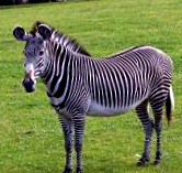 közönséges zebra