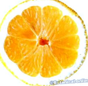citrom
