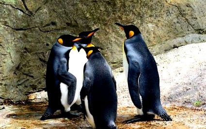 pinguinilor