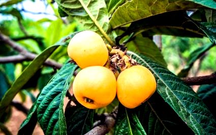 loquats