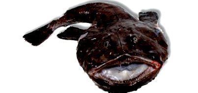 monkfish
