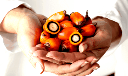 A juçara tenyérszívók fogyasztása hozzájárul az erdőirtáshoz