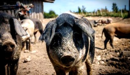 păduchii porci