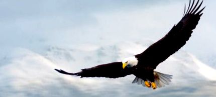 Sas élőhelye, szaporodása, fajai és jellemzői