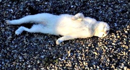 Letargie la pisici ce este, simptome și tratament Wakyma