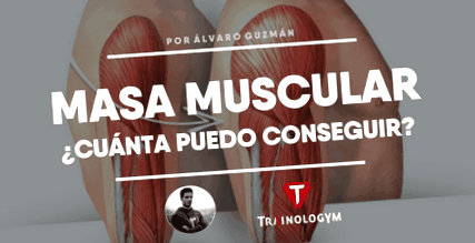musculara