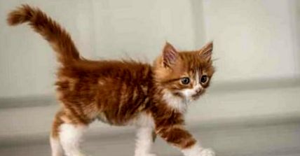 Pisica mea merge ciudat Boli frecvente care afectează felinele