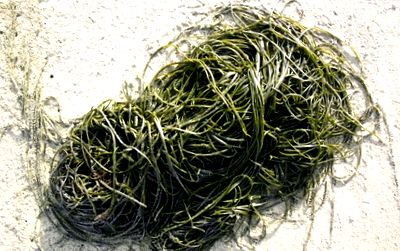 alge marine pentru slabit