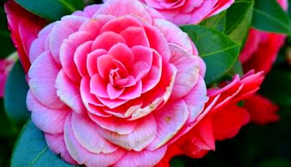 Camellia virág