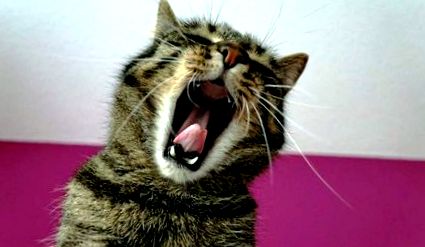 Durerea dentară a pisicilor este legată de comportamentul lor