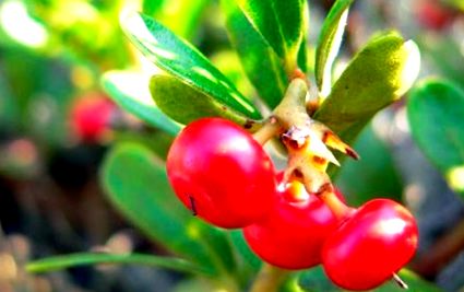 bearberry tulajdonságai