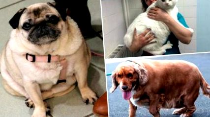 10 cazuri de animale de companie obeze care au slăbit impresionant De10