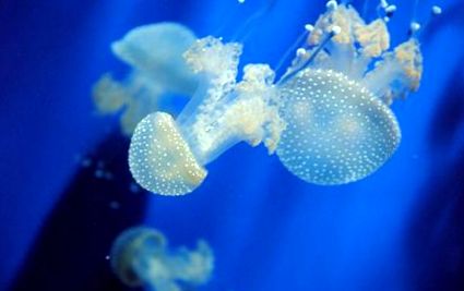 medúzákról