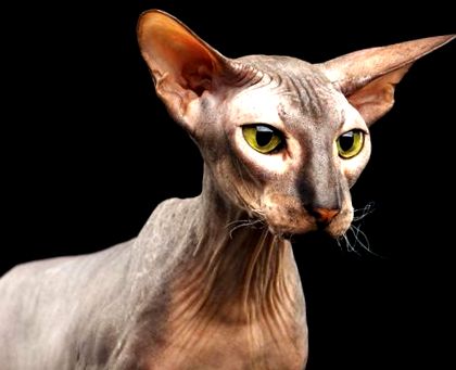 PETERBALD Cat (fără păr) Ghid de rasă de pisici