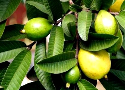 frunzele guava ajută să piardă în greutate
