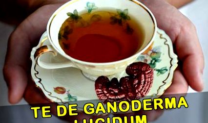 ceai ganoderma