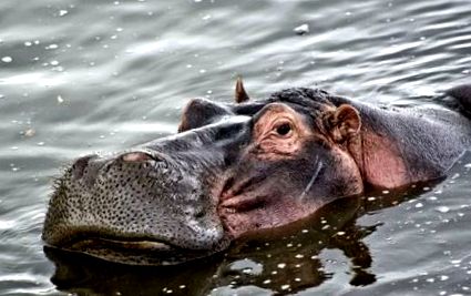 hipopotamilor
