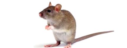 Hrana pentru șoareci Ce mănâncă șoarecii