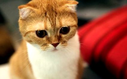 Pisica din rasa Scottish Fold - O minge de blană atrăgătoare