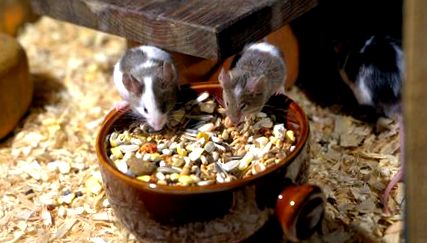 Hogyan etessünk egy házi egeret Hogyan etessünk egy fehér egeret