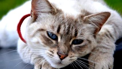 Млечни тумори при котки симптоми, диагностика, лечение и профилактика
