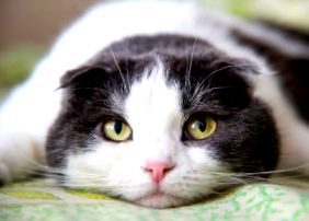Anemia la pisici cauzează, simptome, tratament