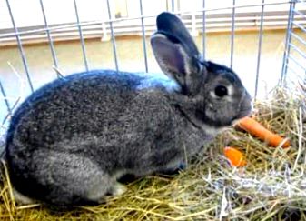 Могат ли зайци и чинчили да живеят заедно 🐇 Малки животни