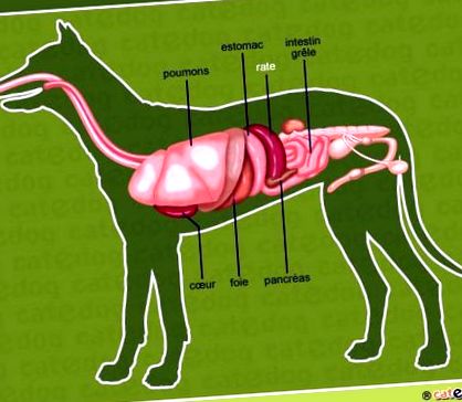 Нарушения на далака при кучета - Илюстриран съвет за вето - Catedog