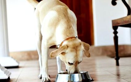 Alimente uscate pentru câini sterilizate caracteristici și cumpărare -  Ooreka