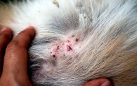 Атопичен дерматит при кучета симптоми, причини, лечение