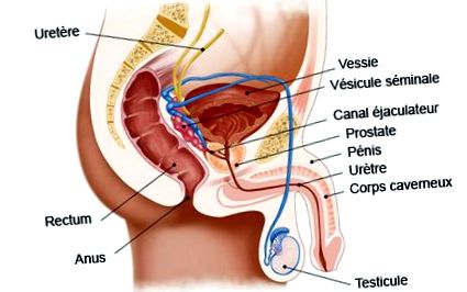 A prosztatagyulladás és a prosztata adenoma tünetei